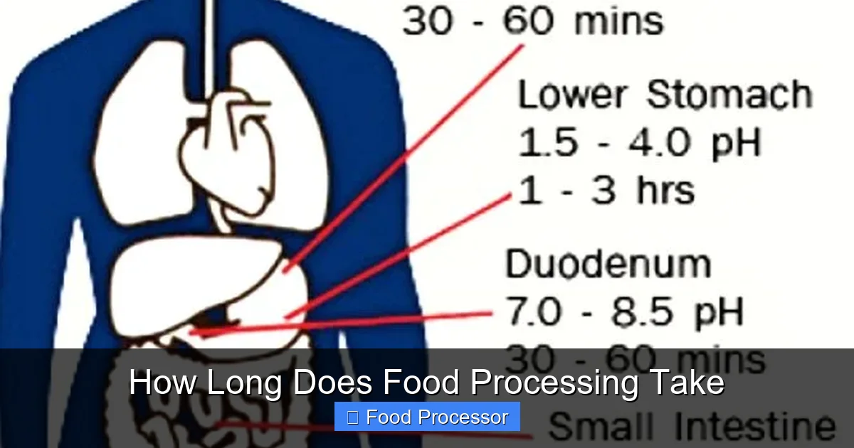 How Long Does Food Processing Take